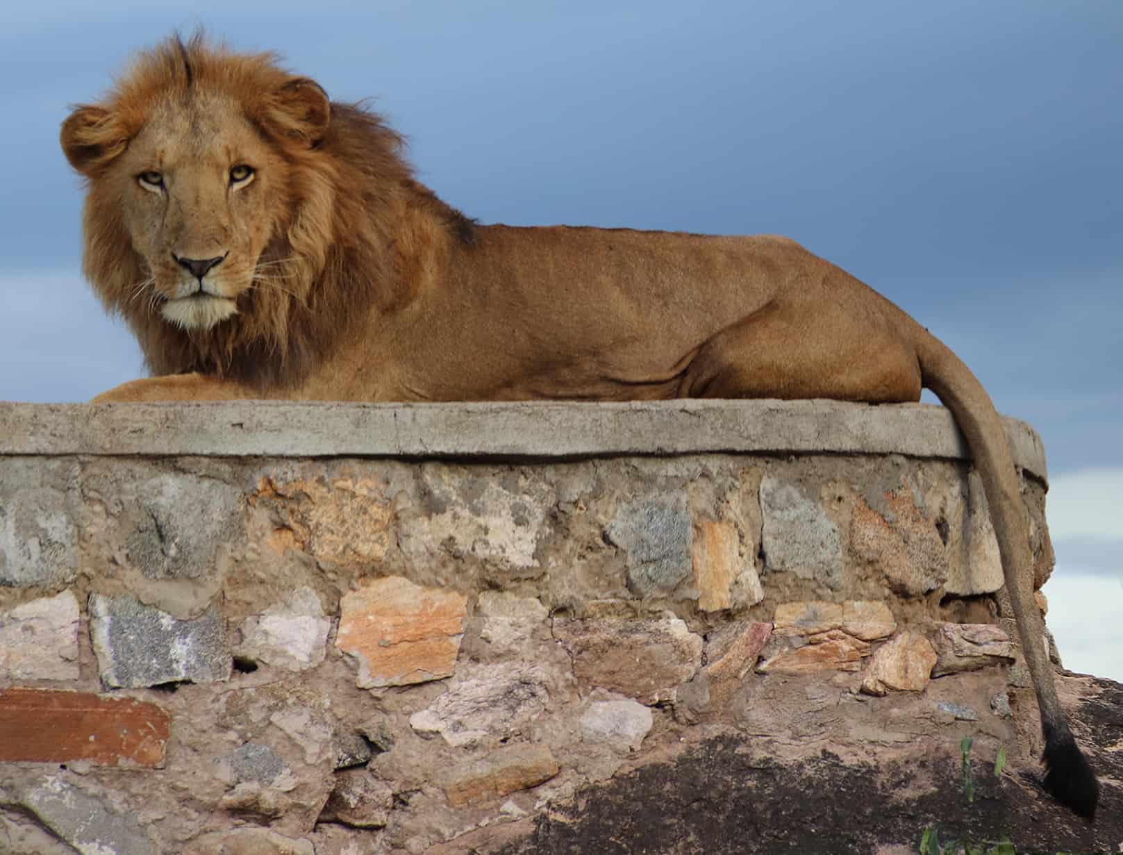 Lion in Kipedo Park