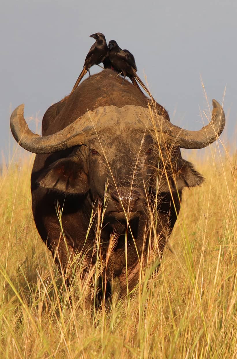 Water Buffalo with Oxpeckers